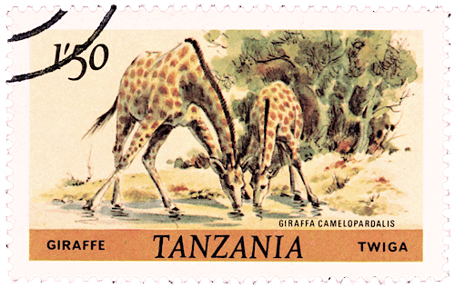 Postage stamp from Tanzania with two giraffes drinking water