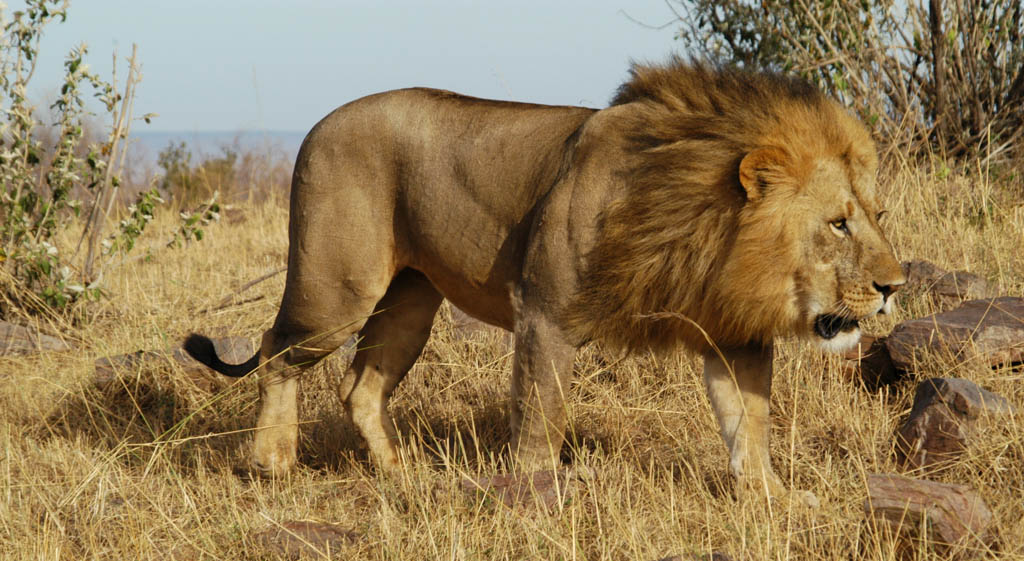 A male lion walking through the grass