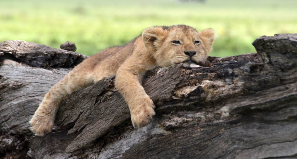 A lion cub lays on a log