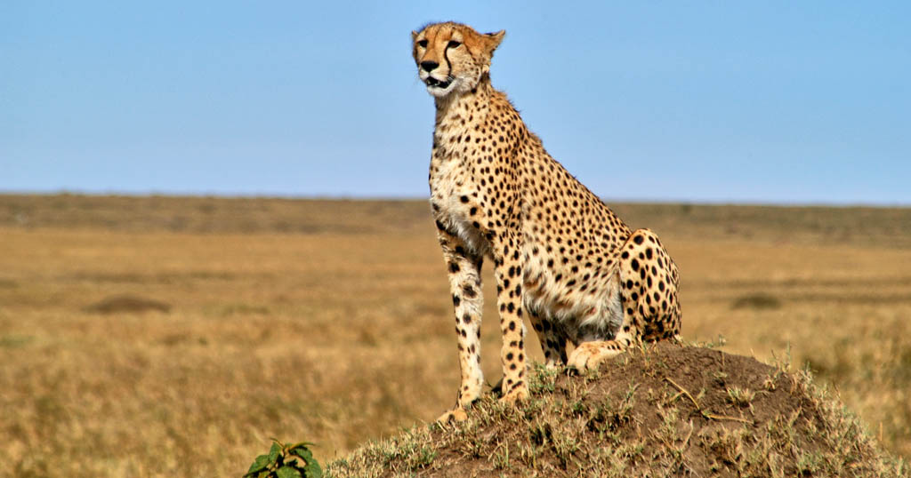 Top Ten African Wildlife Photography Tips | Bushtops Camps