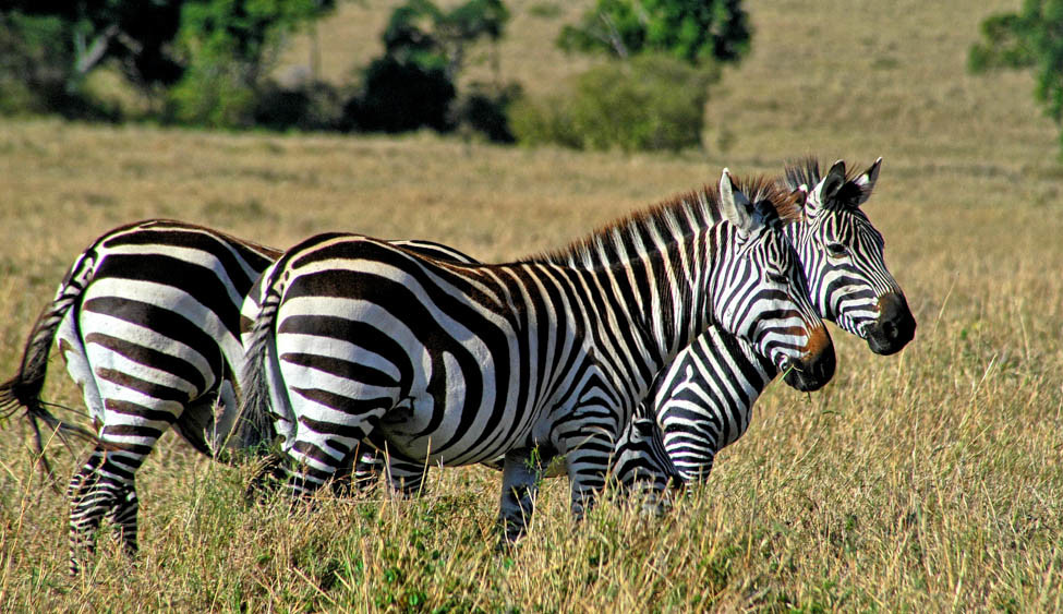 Two zebras stand in the grass