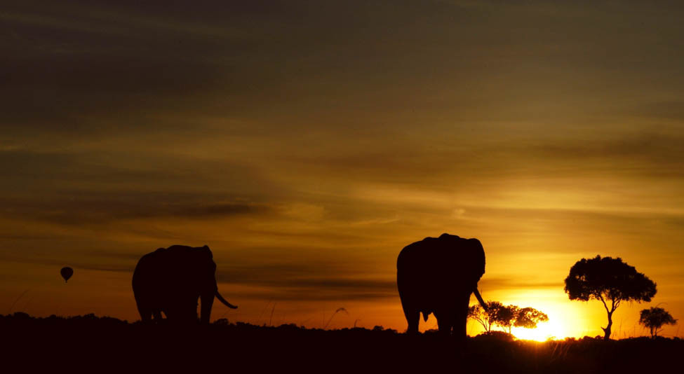 Two elephants walking at sunset