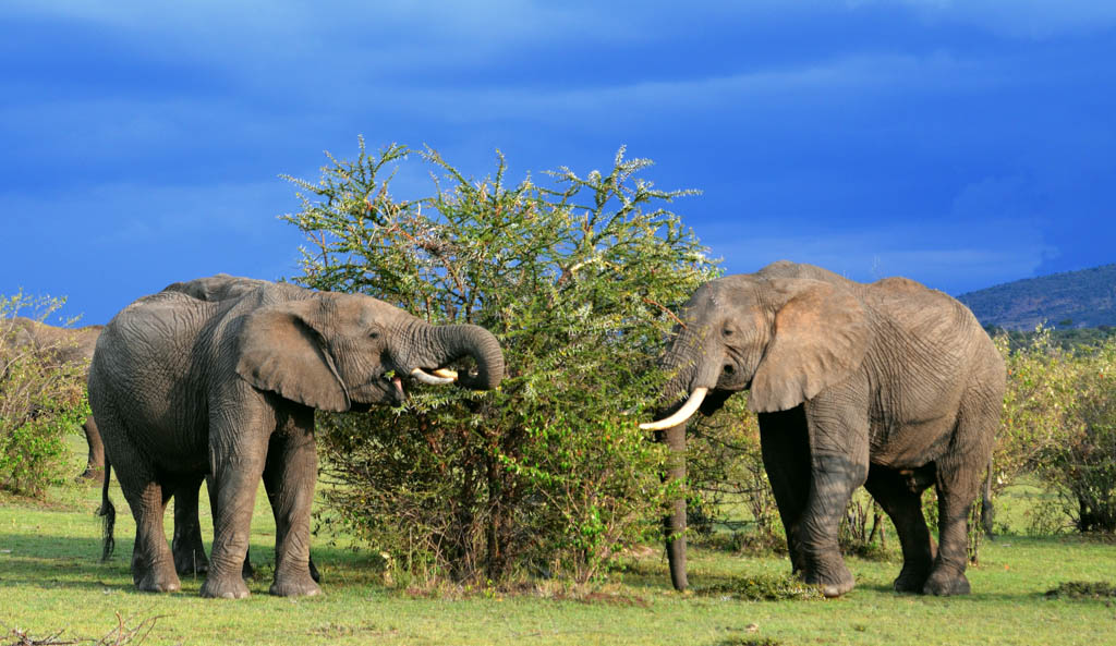 Two elephants stand beside a tree