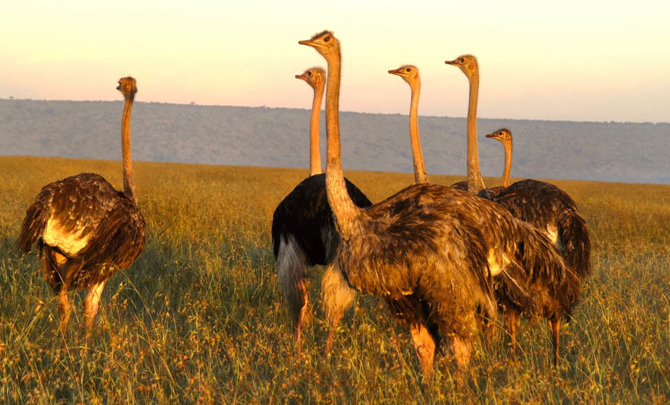 Several ostrich's' stand in the grass at sunrise