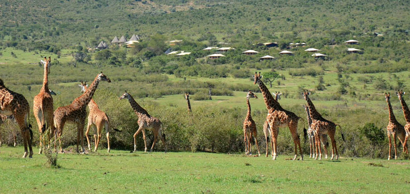 A heard of giraffes in the grass