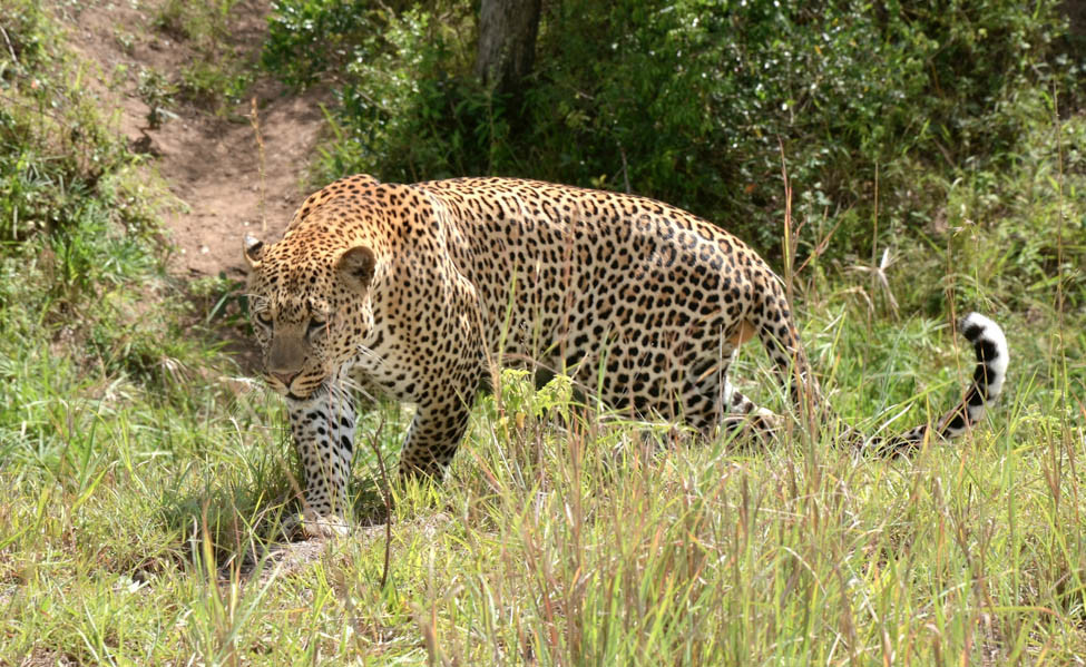 a leopard prowls through the grass