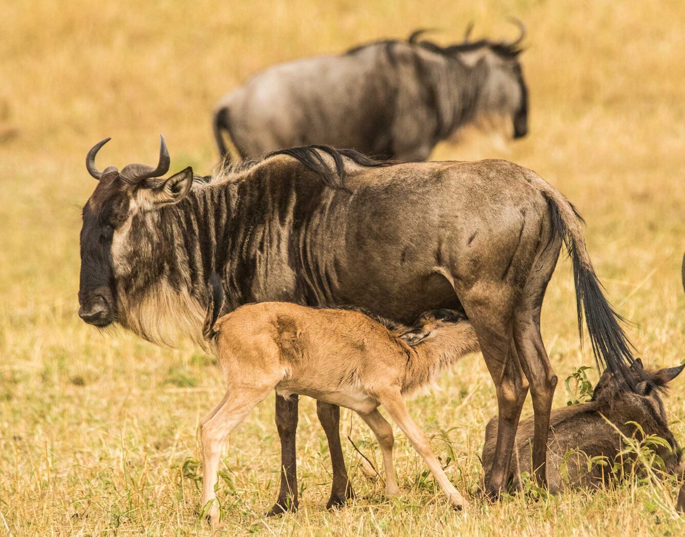 A mother wildebeest feeds her calf