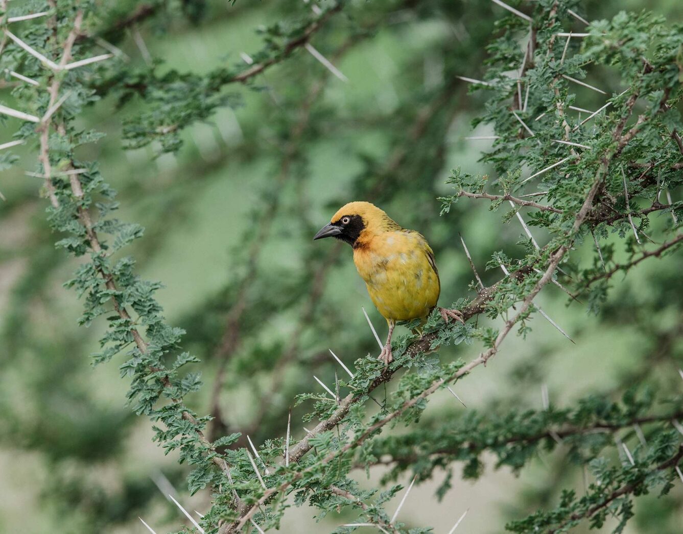 A yellow bird sitting in the tree branches