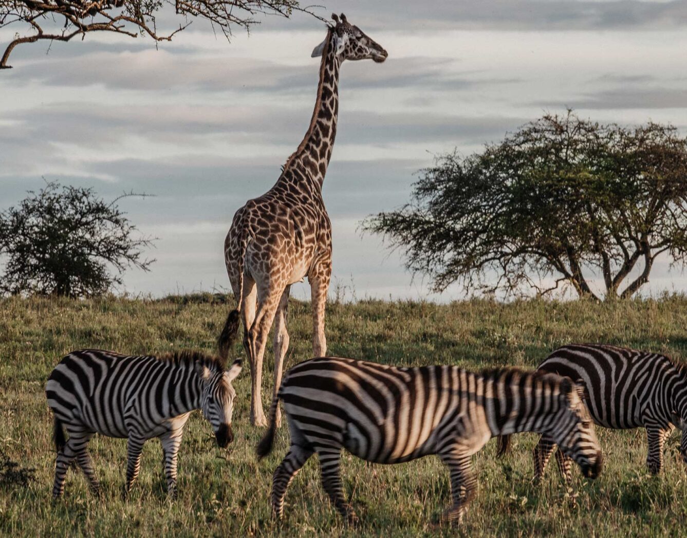 Three zebras walk past a giraffe