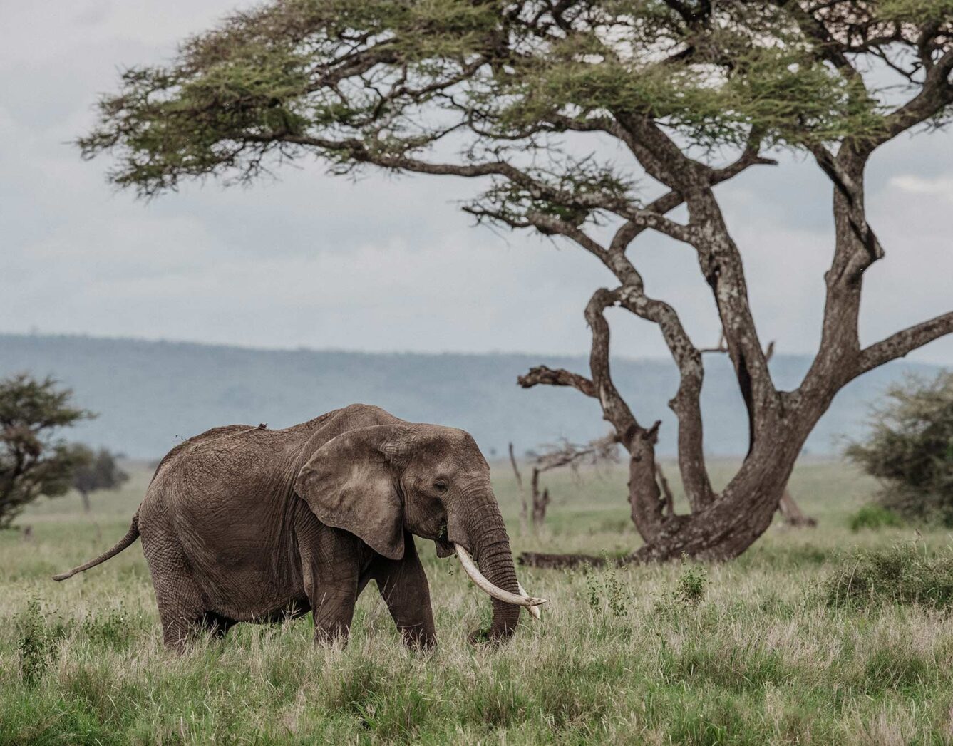 Elephant walking through the grass