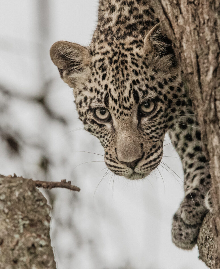 safari view luxury camp serengeti