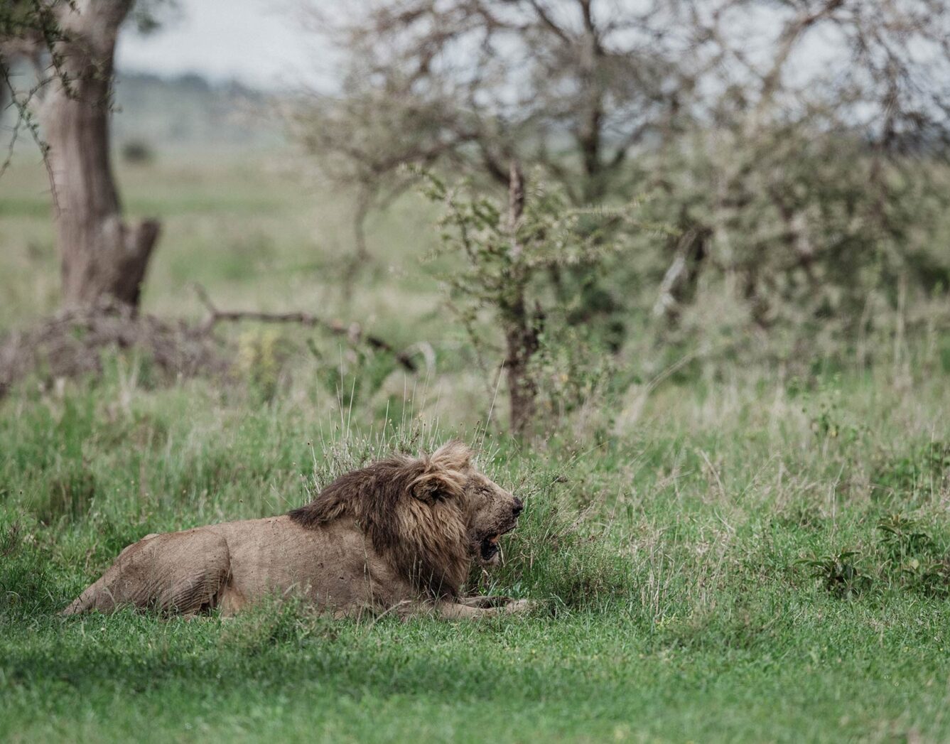 A male lion yawns in the grass