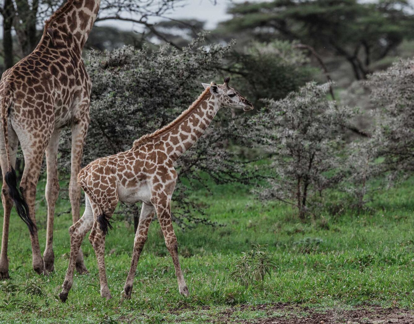 A young giraffe walks past it's mother