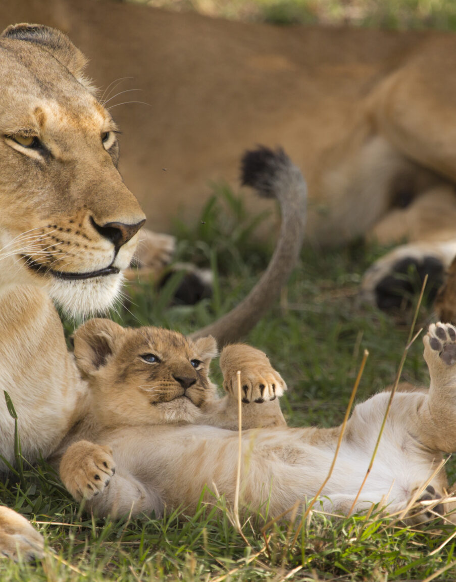 Lion cub with lioness laying in the grass