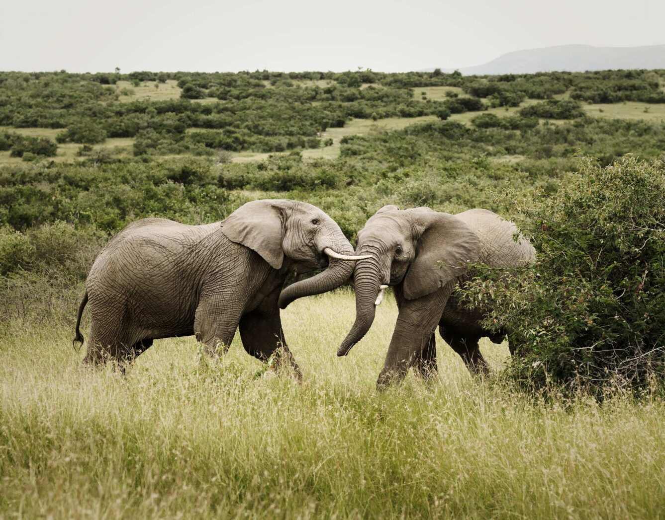 Two elephants touch faces in the grass