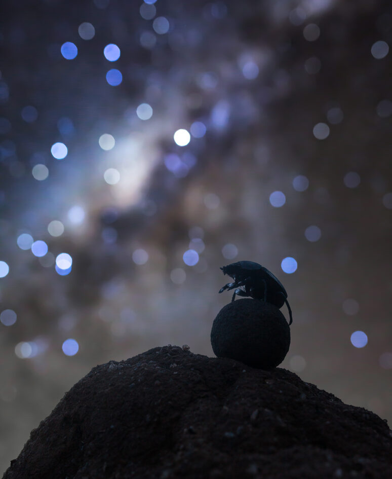A dung beetle on a ball under the stars