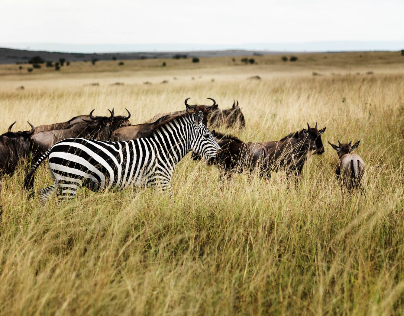 A zebra in the grass with wildebeest behind it