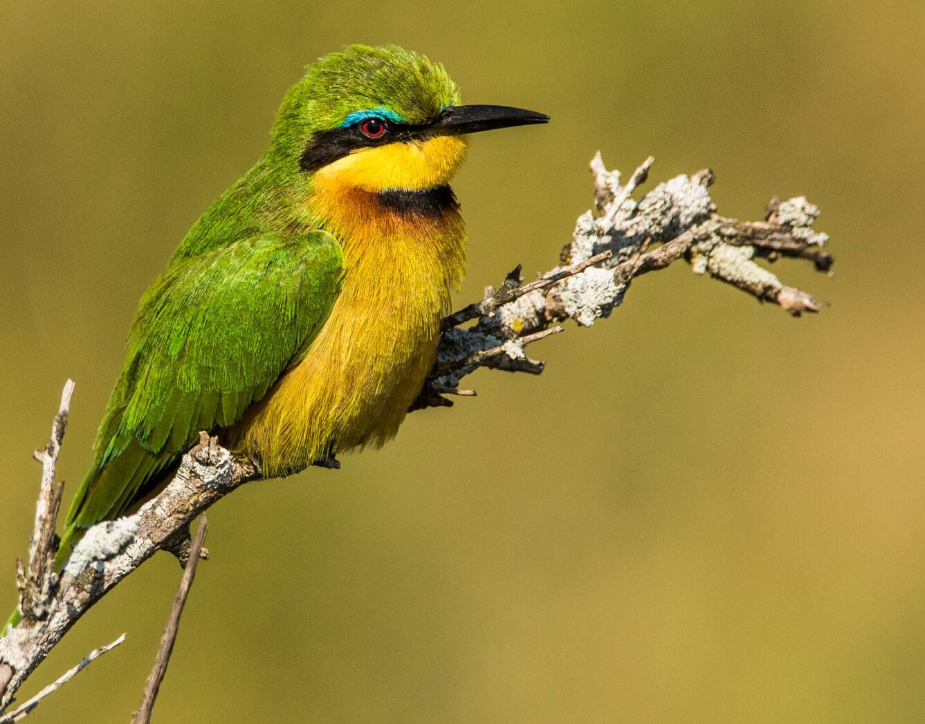 A yellow/green bird sit on a branch