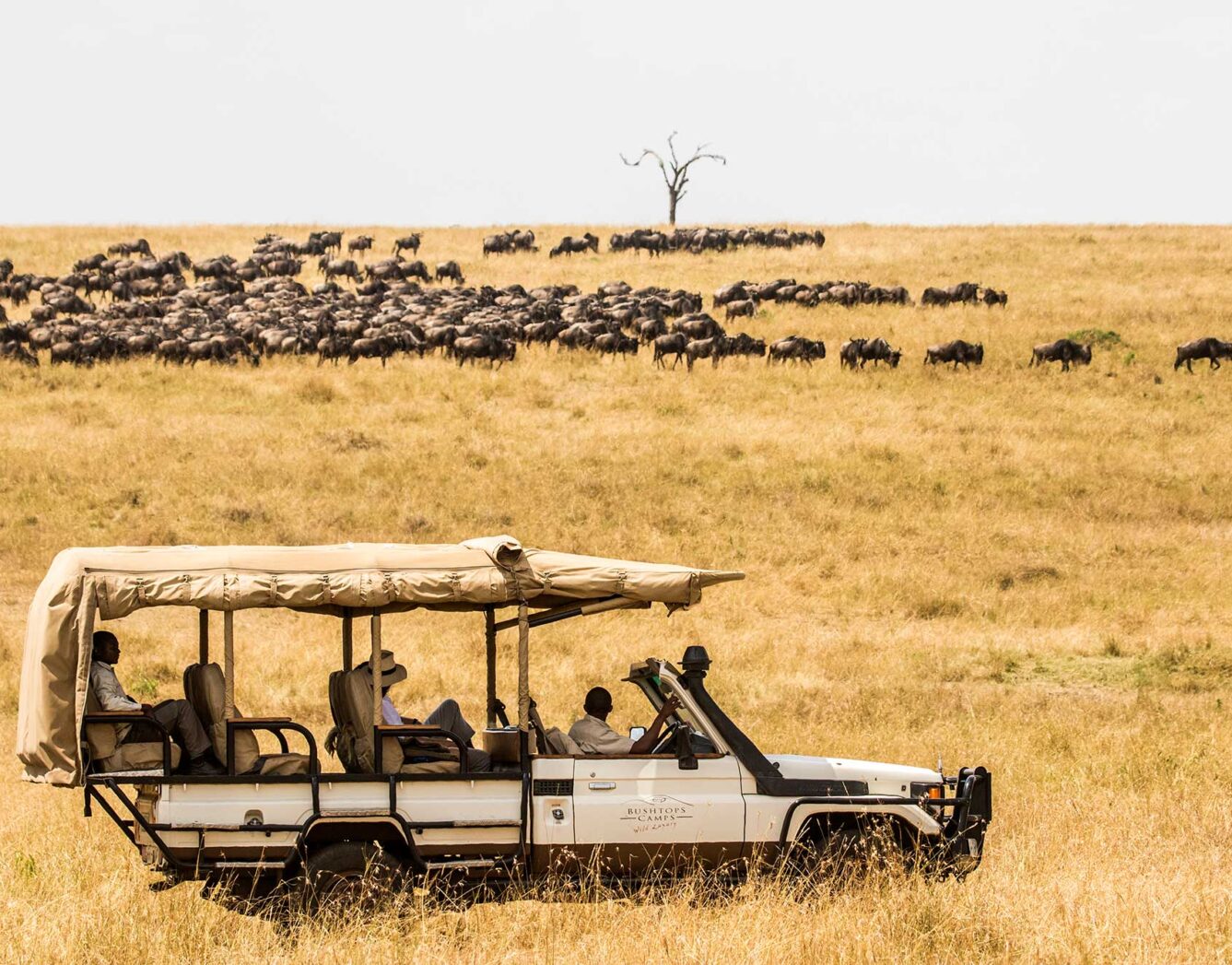 A rover driving past a herd of wildebeest