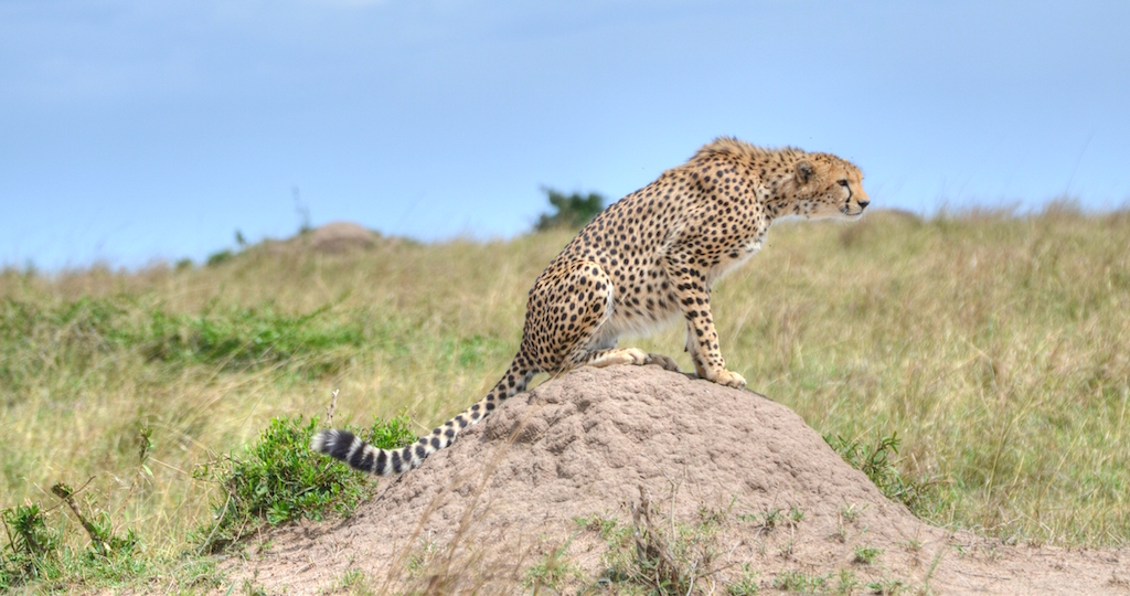 A cheetah sits on a rock staring at the grasslands