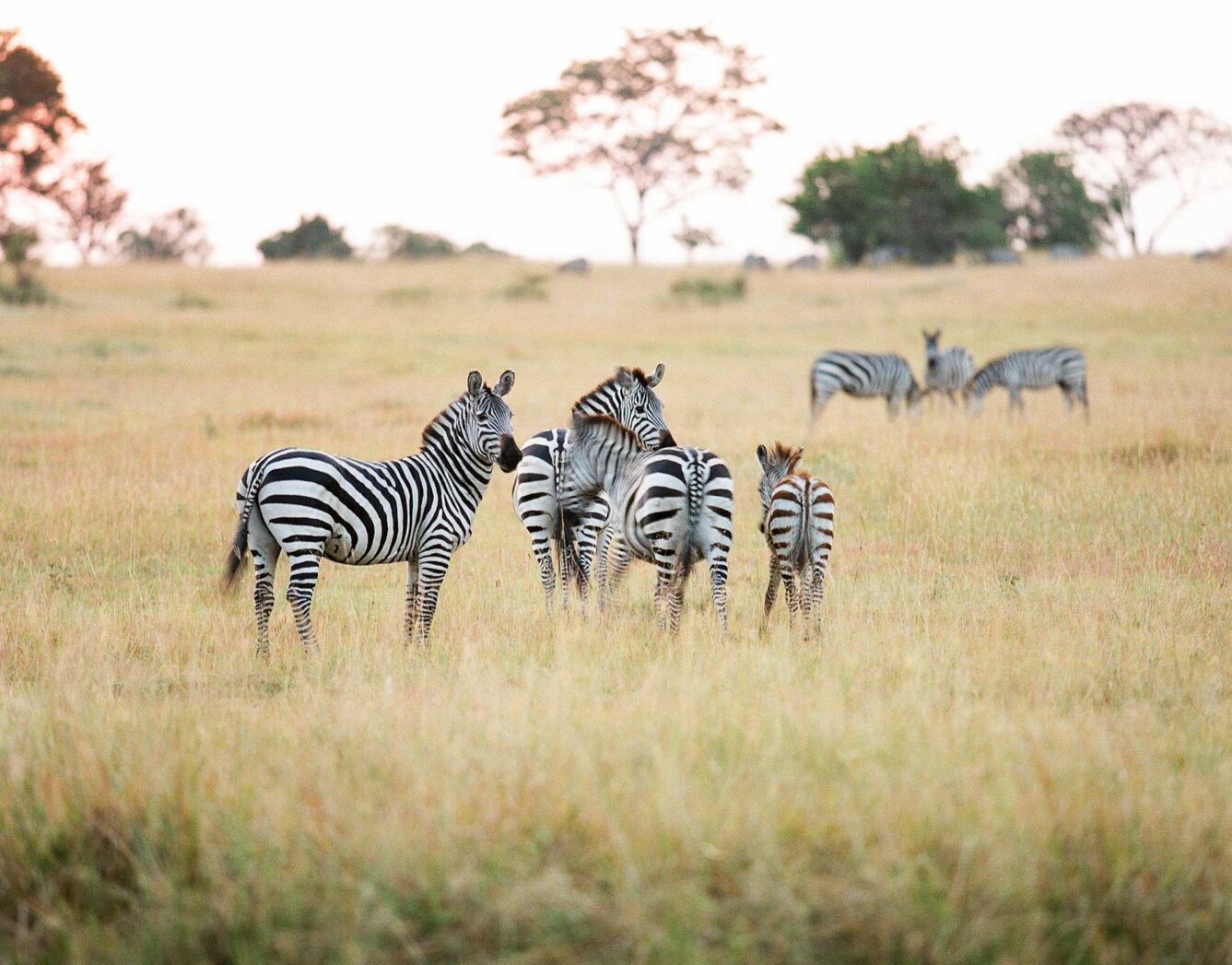 Four zebras stand in the grass