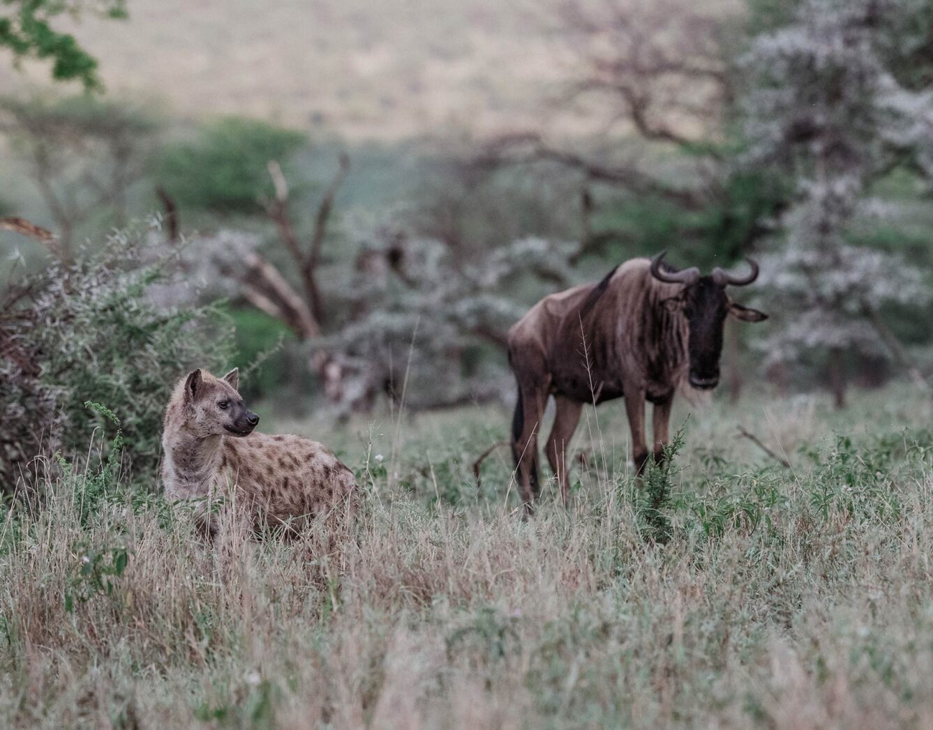 A hyena stands near a wildebeest in the grass