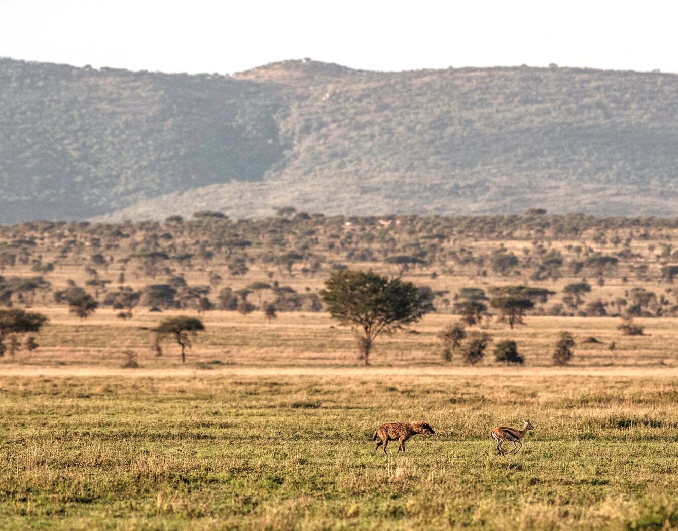 A hyena chases an antelope