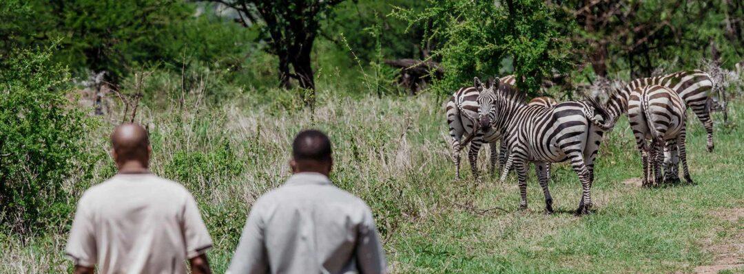 Two guides lead a nature walk past zebras