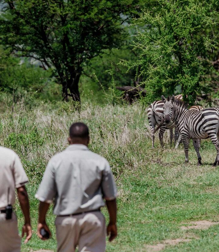 Two guides lead a nature walk past zebras