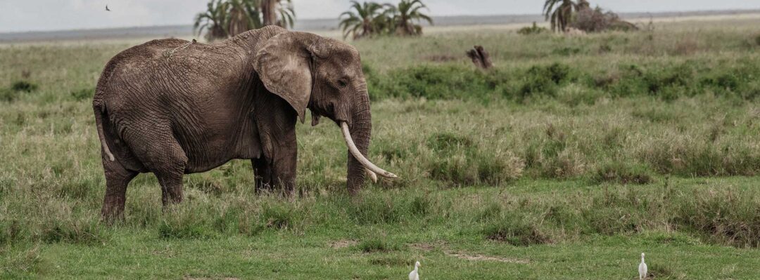 An elephant walks through the grass