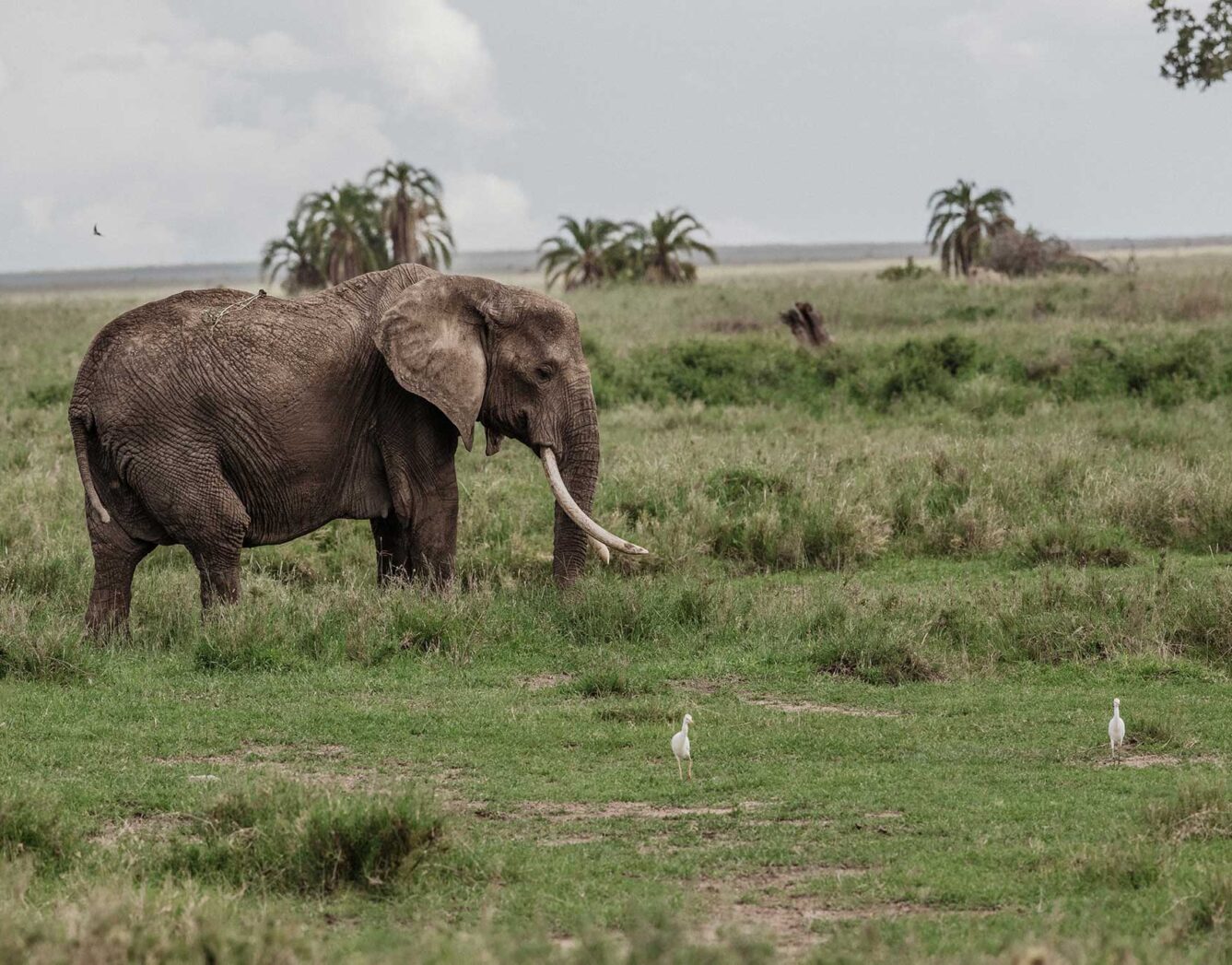 An elephant walks through the grass