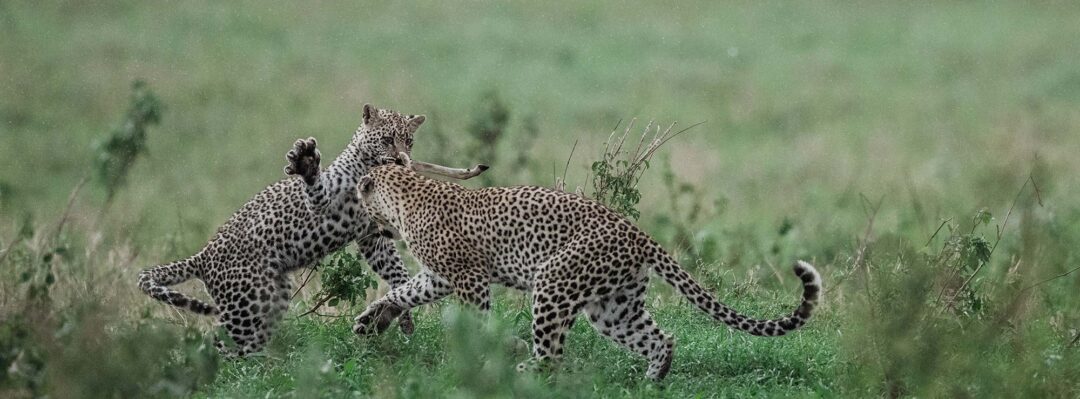 Two leopards fight in the grass