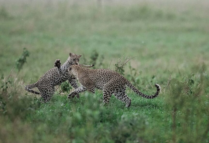 Two leopards fight in the grass