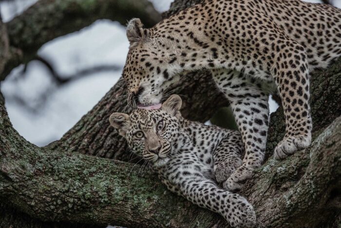 A leopard cleans his friend in a tree