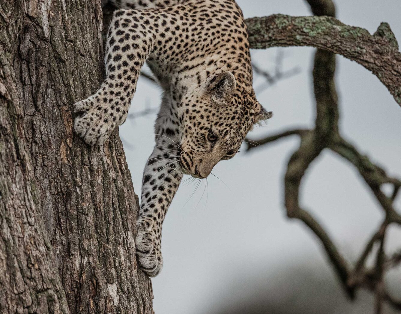 A leopard climbs down a tree