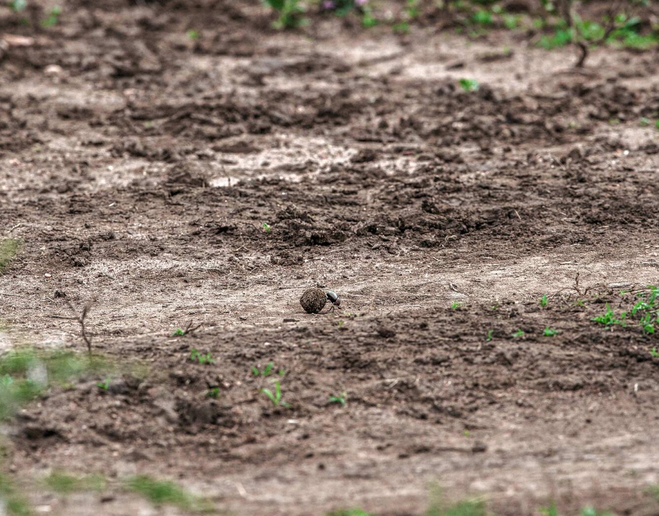 A dung beetle rolling a ball across the dirt