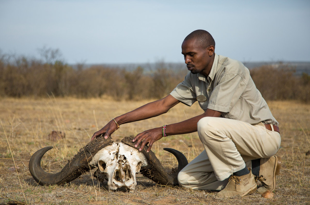 Staff with animal skull