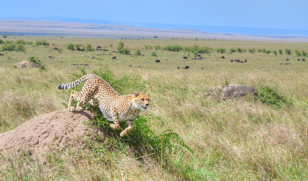 A cheetah starts to run off the rock
