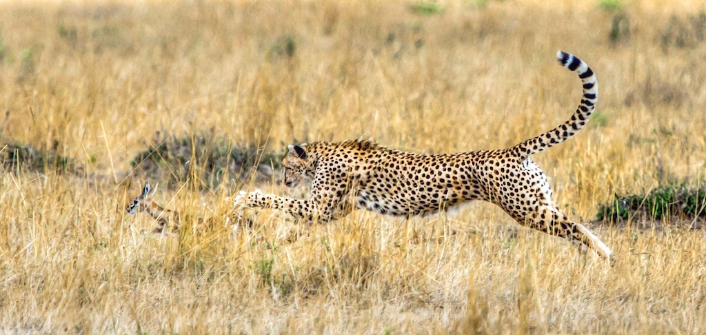 A cheetah reaches out to grab a baby gazelle