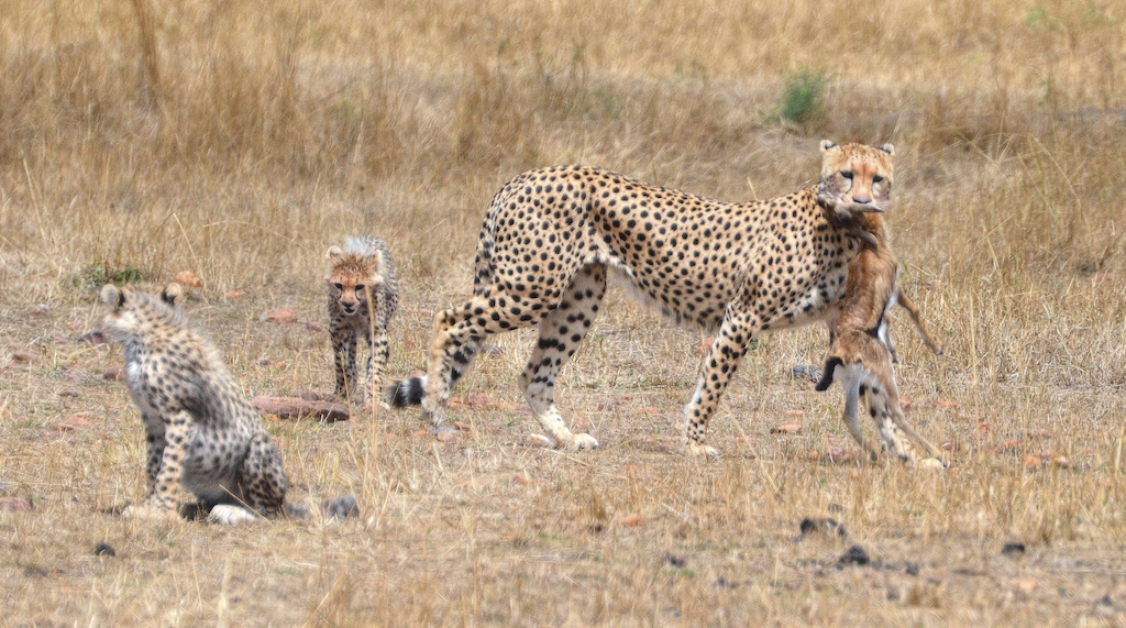 A cheetah carries a baby gazelle to her cubs