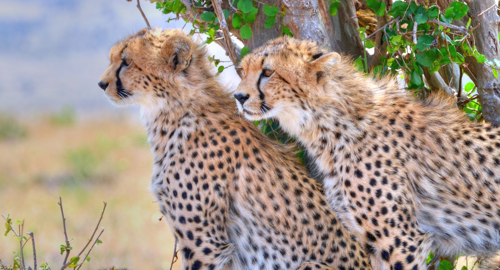 Two cheetahs sit under a bush looking out over the grasslands
