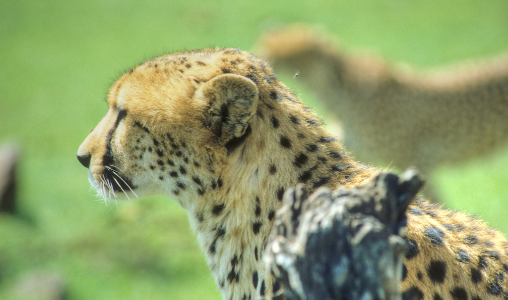 A close up of a cheetah head