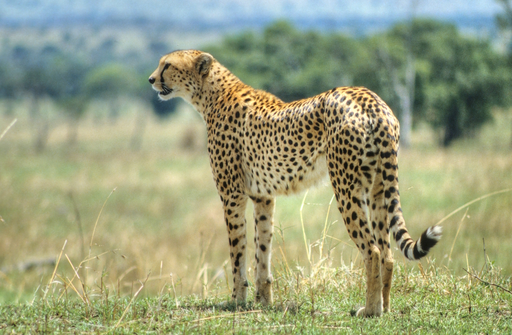 A cheetah standing in the grass