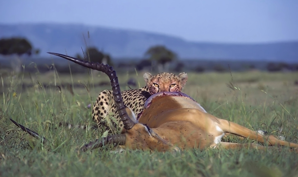 A cheetah feasts on their gazelle kill