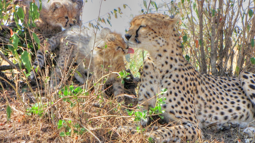 A cheetah cub licks her mom in the shade