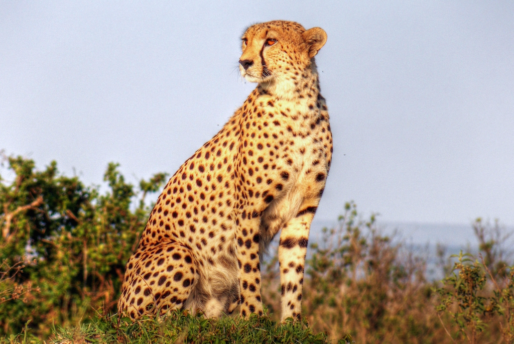 A cheetah sitting in the early morning light