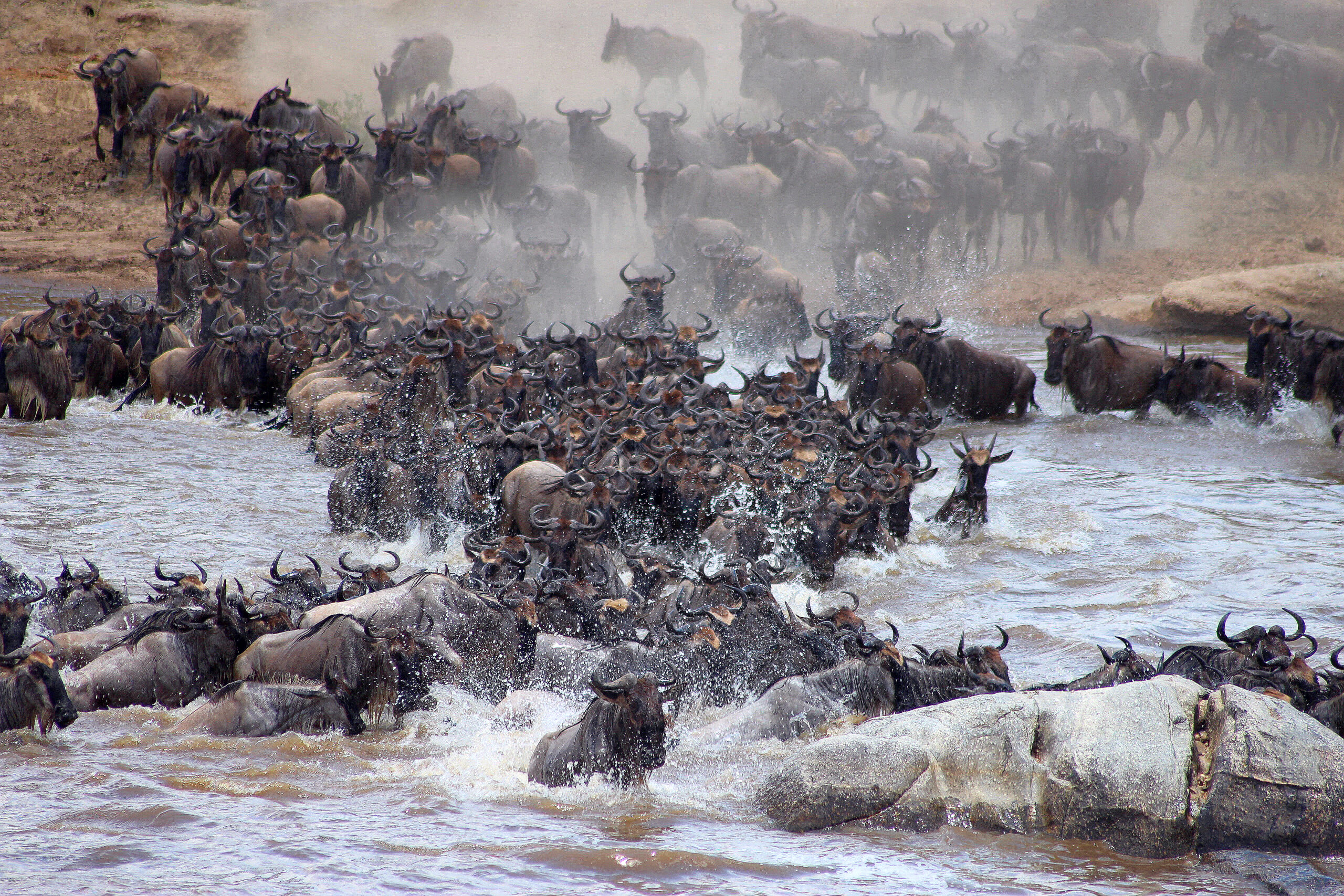 Wildebeest Migration - Bushtops