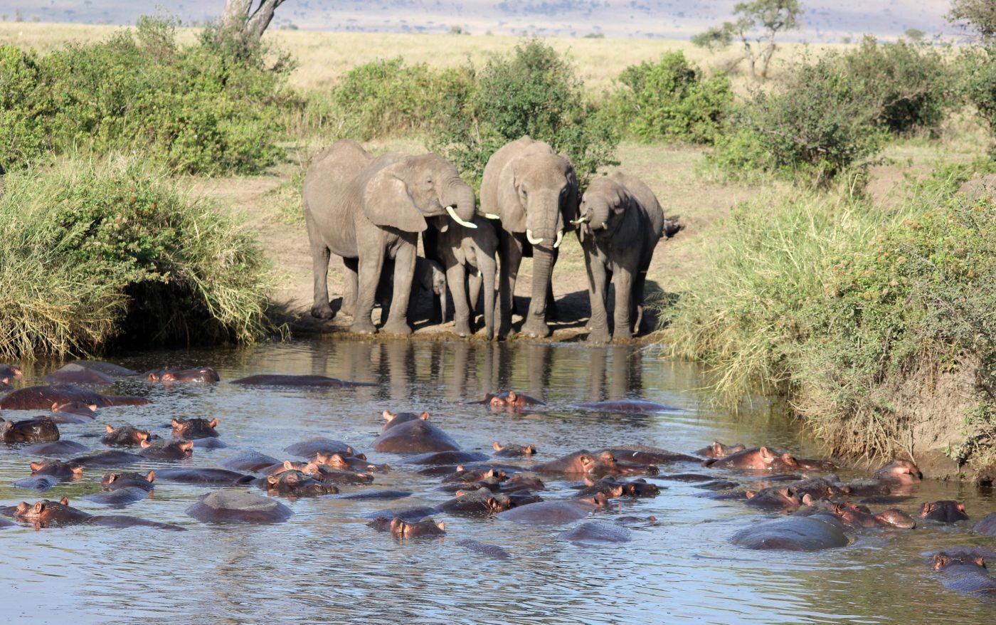 Four Elephants drink from water with hippos floating at the surface