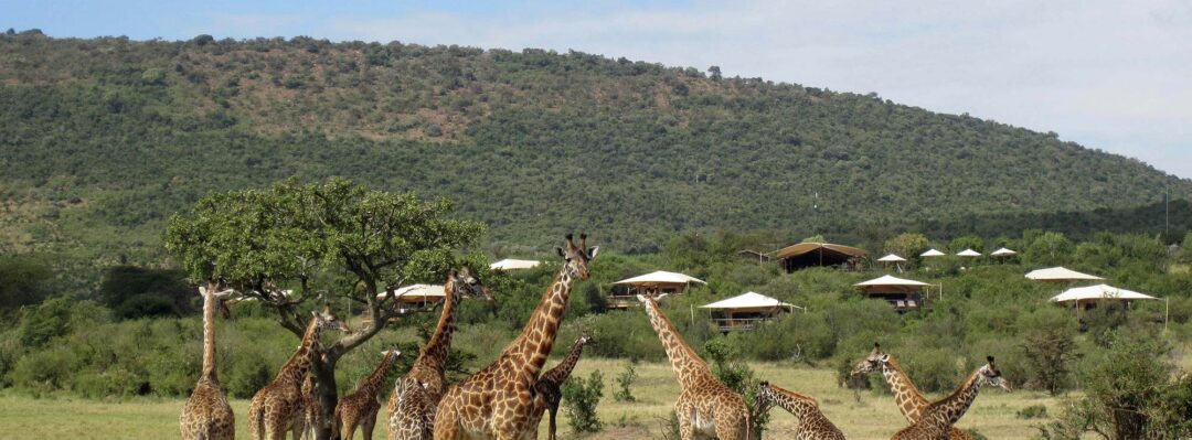 A heard of giraffes in the grass