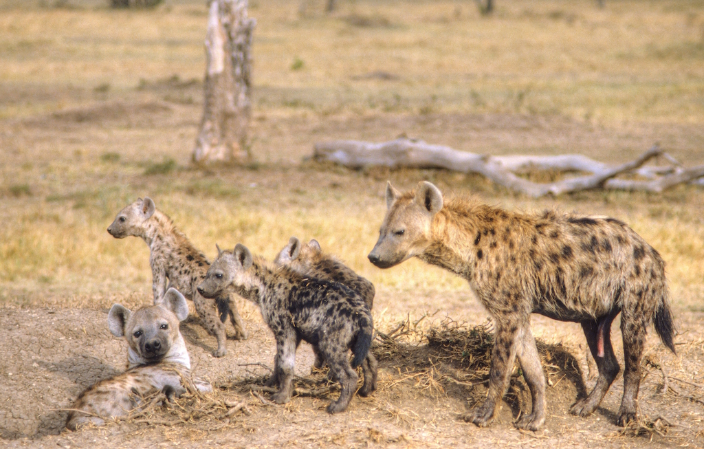 Two hyena parents with their three cubs in the grass